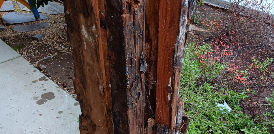 Dry Rot wood